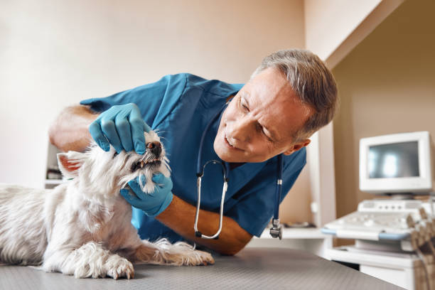 Best Emergency Dental Care for Sports Injuries in Forestville, MD